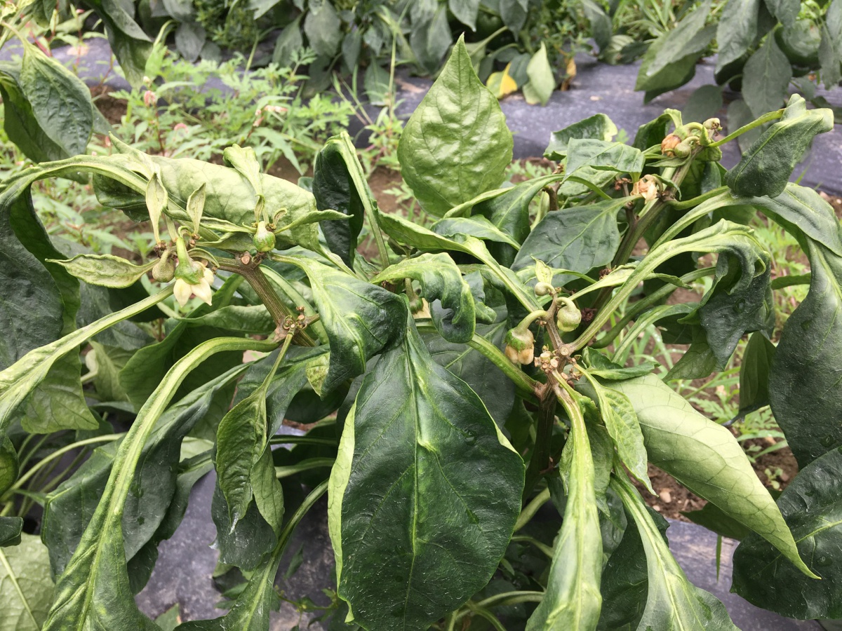 Broad Mites in Pepper Extension